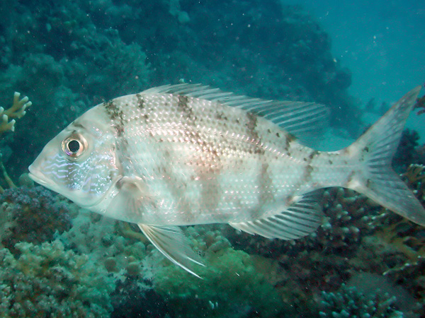 Lethrinus borbonicus